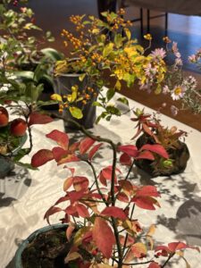 R7.11.15　2025年秋の山野草展